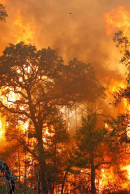 Saat Hutan Kita Terbakar, Siapa yang Sebenarnya Memanen Keuntungan?
